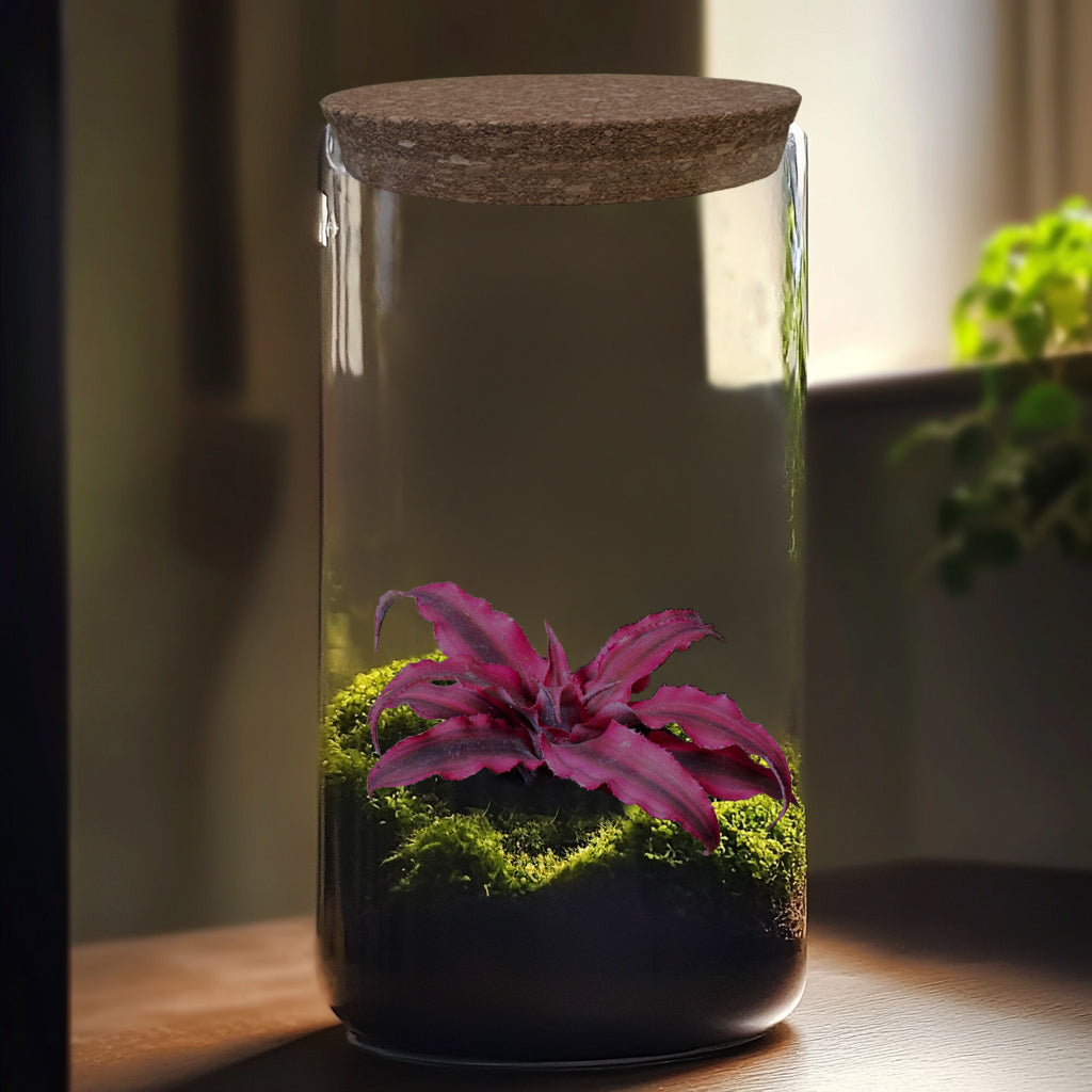 Cryptanthus DIY Closed Terrarium Kit
