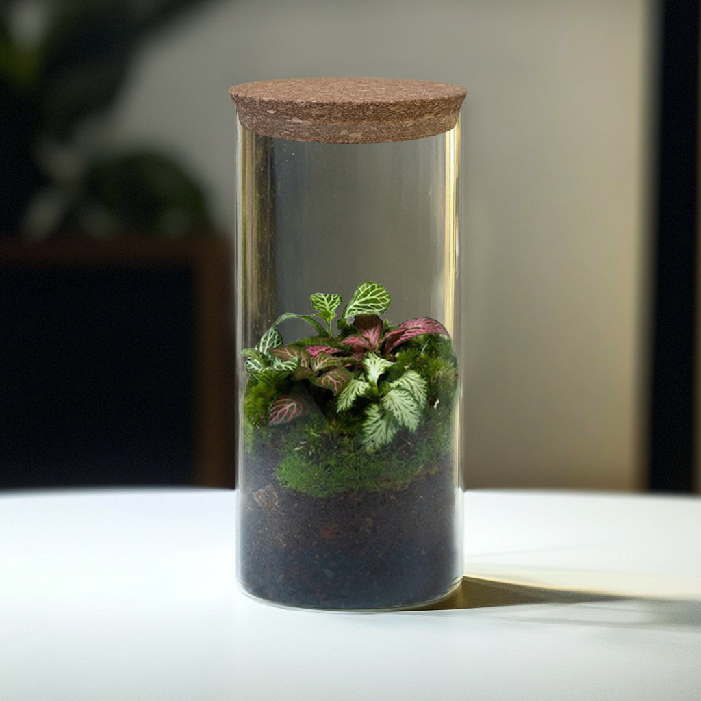 Fittonia DIY Closed Terrarium Kit
