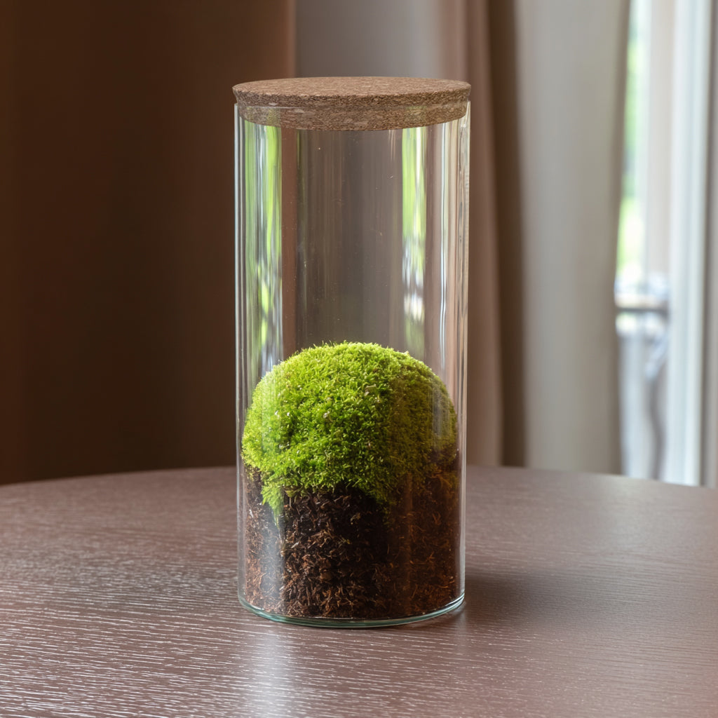 Minima DIY Closed Mossarium Kit